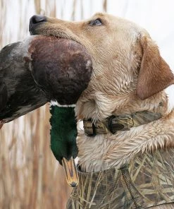 Camping & Hunting AVERY SPORTING DOG Standard Collar