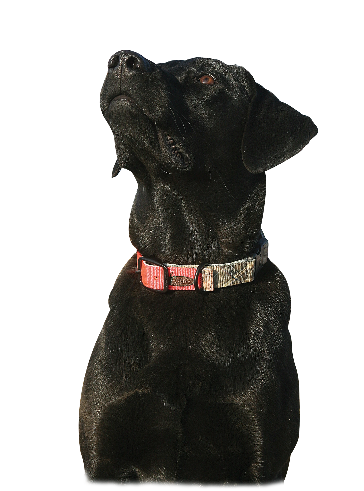 AVERY SPORTING DOG REVERSIBLE COLLAR Camping & Hunting 2 AVERY SPORTING DOG REVERSIBLE COLLAR Camping & Hunting