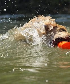 Dogs AVERY SPORTING DOG 3