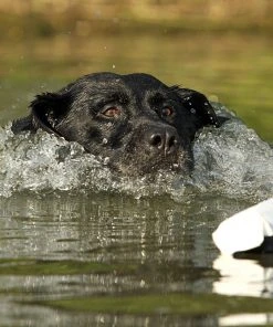 Dogs AVERY SPORTING DOG 3