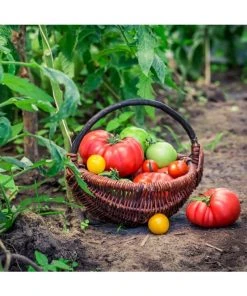 Augason Farms Vegetable Garden Seeds