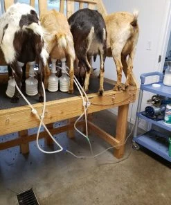 Udderly EZ EZ - ULTIMATE EZ MILKER BUCKETS Home, Farm & Garden